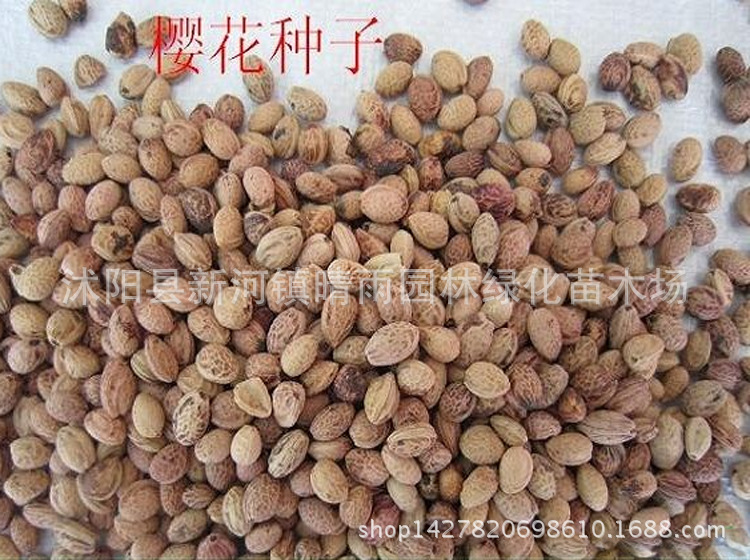 新采樱花种子山樱花种子 樱桃种子 工程绿化 新品种基地批发