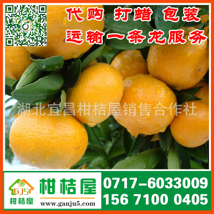 赣州市南北大市场中熟柑橘产品展示