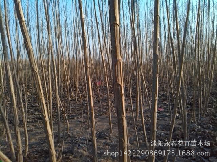 基地供应杨树苗2025 速生白杨树苗量大优惠