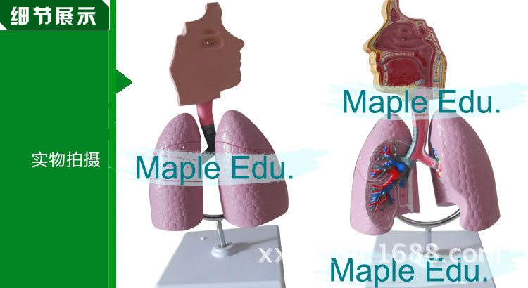 人体呼吸系统解剖模型 教学模型示呼吸道鼻腔支气管肺叶