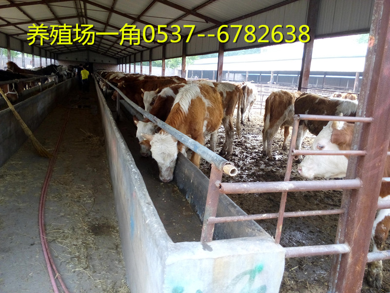 西门塔尔牛养殖技术-西门塔尔牛犊-西门塔尔牛~架子牛