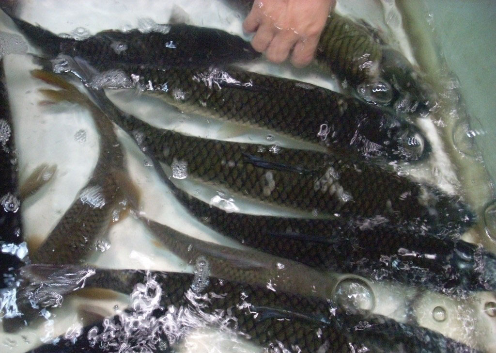 江西水产有机淡水鱼生态天然 鲜活草鱼