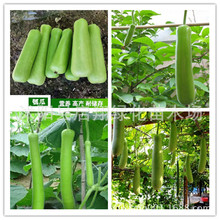 厚肉長瓠子瓜種子 嫩蒲瓜種子 葫蘆瓜 圓瓠子 味甜 蔬菜瓜果種子