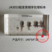 蛙發育順序標本 包埋標本J43053 樹脂工藝品 教學儀器