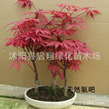 四季美國紅楓種子四季紅葉楓樹籽室內盆栽庭院家居觀賞盤景樹種子