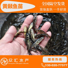 黃顙魚苗 全雄性黃骨魚苗 雜交黃顙魚苗 黃辣丁苗