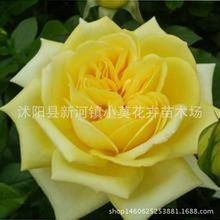 玫瑰花種子多色玫瑰 混裝種子四季播種庭院陽台花卉植物