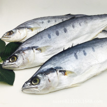 北海海鮮大小咸魚干水產干貨擺地攤展會公馬鮫魚干膠魚鮁散裝一斤