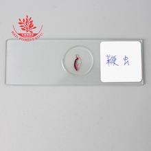 鞭蟲生物顯微鏡玻片教學實驗室用切片標本結構清晰染色鮮艷裝片