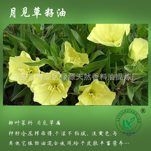 Ҋ Evening Primrose OilѲݾBwol޹Ħ