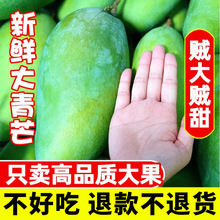 一件代發大青芒果雲南大青芒10斤香甜多汁新鮮現摘薄皮凱芒果