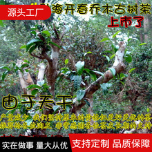 普洱茶葉 雲南春茶散茶生茶 勐海喬木古樹茶廠家批發500克