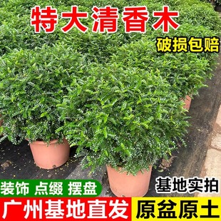 清香木盆栽室內陽台老樁驅蚊植物胡椒木可食用盆景四季常青綠植花