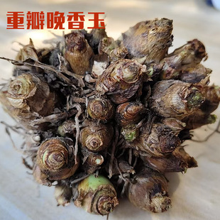 重瓣晚香玉種球大花球根帶花苞多年濃香型切花庭院陽台花卉盆栽
