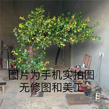 桂花真樹金桂花月桂樹假樹綠植許願樹商場酒店餐廳室內造景裝飾