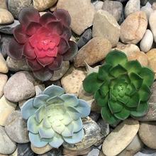 仿真中雪蓮塑料假多肉植物假花裝飾盆栽牆面沙漠景觀桌面植物批發