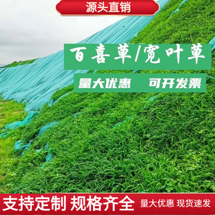廠家批發寬葉雀稗寬葉草種子百喜草草籽護坡固土耐熱耐旱綠化草籽