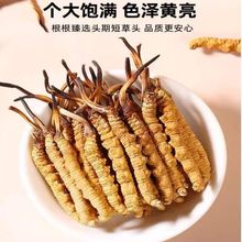 冬蟲夏草正品 2根一克西藏那曲精品干蟲草 源頭廠家全國批發代發