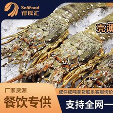 活凍小青龍大龍蝦宴席專家海鮮批發