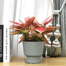 跨境電商懶人自動吸水簡約風可儲水花盆批發噴墨水培塑料盆栽家用