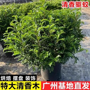 正宗清香胡椒木盆栽特大老樁盆景可食用室內陽台驅蚊植物四季常青