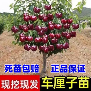 車厘子樹苗櫻桃樹苖南方北方種植盆栽庭院果樹正宗嫁接大櫻桃樹苗