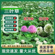 批發三葉草種子白三葉紅三葉四季常綠公路果園綠肥綠化工程草坪種