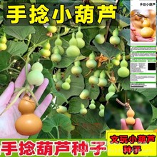 盆栽手捻葫蘆種子小葫蘆種籽四季種觀賞陽台庭院爬藤葫蘆苗秧種