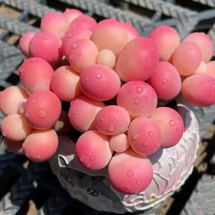 桃蛋多肉植物腰子蛋多頭老樁入門優質盆栽室內陽台辦公室花卉