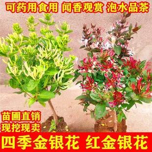 金銀花樹苗盆栽食用葯用爬藤植物陽台綠植花卉老樁