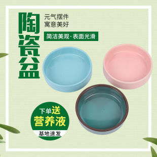 巴西木陶瓷盆托盤幸運木富貴竹苔蘚球水養盆栽景觀造景陶瓷托盤