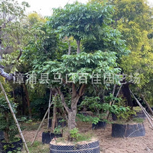 桂圓果樹移植苗 百佳園藝 地徑20公分 龍眼樹