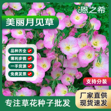 美麗月見草種子夜來香花籽多年生宿根庭院綠化盆栽易種活四季開花