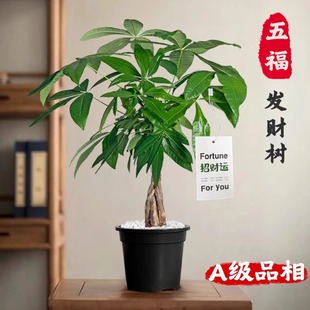 五福辮子發財樹盆栽客廳辦公桌面綠植開業招財植物辦公室花卉旺宅
