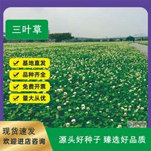 批發三葉草種子紅三葉草草籽白三葉凈籽四季常青園林綠化籽種包郵
