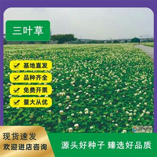 批發三葉草種子紅三葉草草籽白三葉凈籽四季常青園林綠化籽種包郵