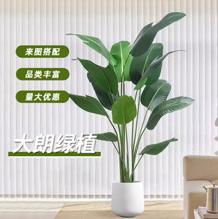 仿真植物落地天堂鳥門店客廳花裝飾美人蕉假盆栽綠植樹仿真旅人蕉