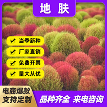 廠家批發供應掃帚苗地膚種子園林綠化工程景觀盆栽庭院花卉植物