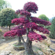 批發紅檵木盆景 湖南嫁接紅花繼木樹樁 造型花木批發 量大優惠