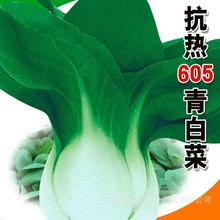 五洲牌抗熱605青白菜葉菜-菜園院子種植蔬菜種子電商批發廠家直銷