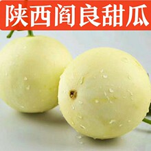 陝西閻良甜瓜香瓜香甜水果直發現摘哈密瓜郁金香甜瓜黃河蜜瓜一件