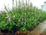 ��Ӧ�Ҵ�(�ƾ�)�ѳ����ᴿ����ת��