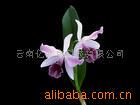 ��Ӧ��ӱ�����ͼ��������(ͼ)