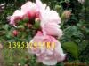 ��Ӧ���챡Ĥ���ƻ������Զ���(ͼ)