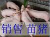 ��Ӧ��תӡľ�����Ͳ�(ͼ)