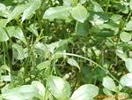 直销供应201×4强碱性阴离子交换树脂(图)