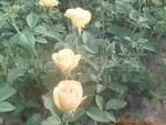 ��Ӧ��Ƭ�ӹ�
