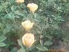 ��Ӧ��Ƭ�ӹ�