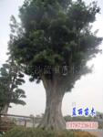 4044ɰ��,ɰ��Ƭ,ĥƬ,��ĥƬ,��Ƭ,�и�Ƭ