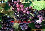 ��ӦS-20���졢������